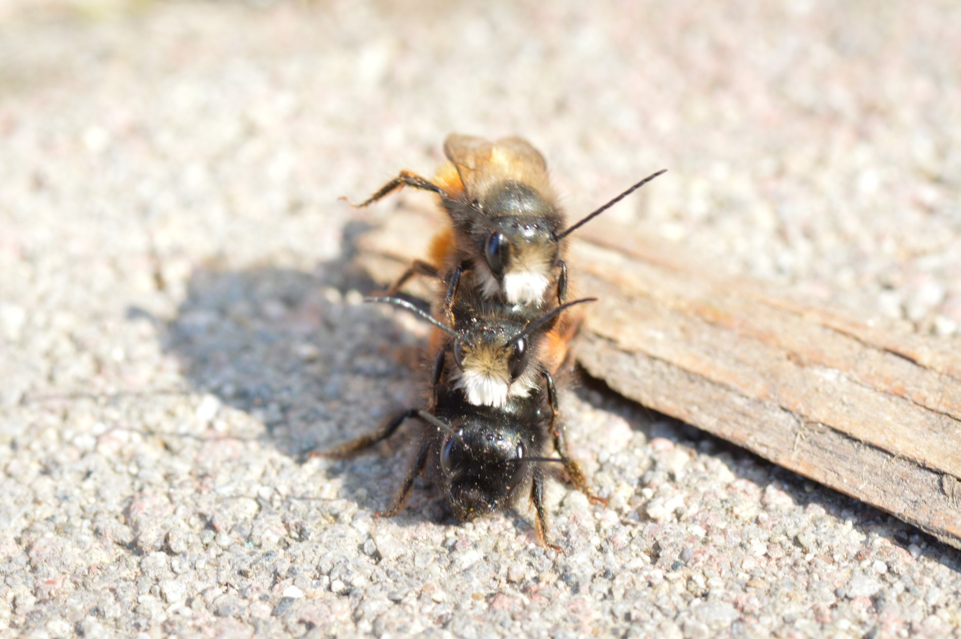 Osmia rufa in accoppiamento (a tre)